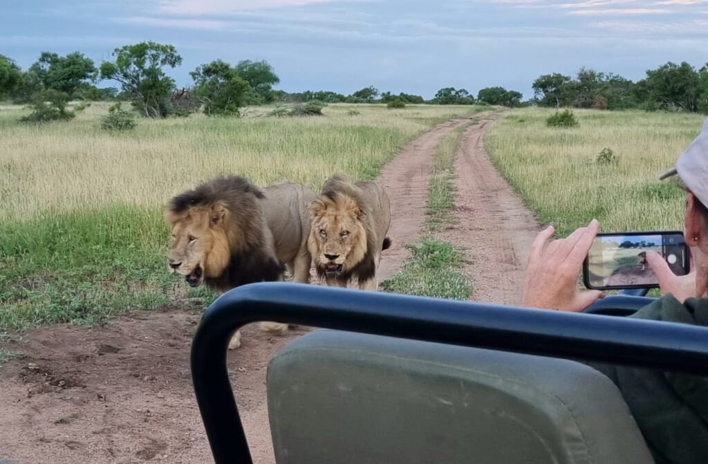 Lions around safari jeep in South Africa