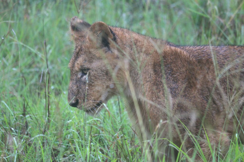 Lions South Africa safari