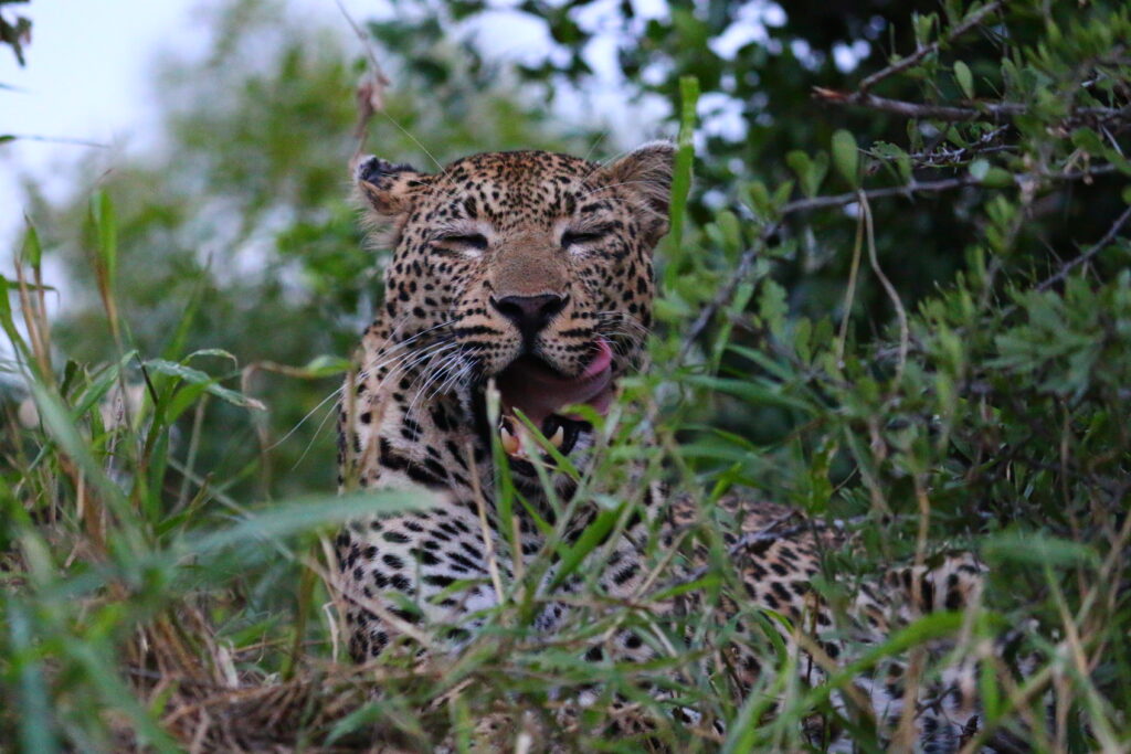 Leopard South Africa