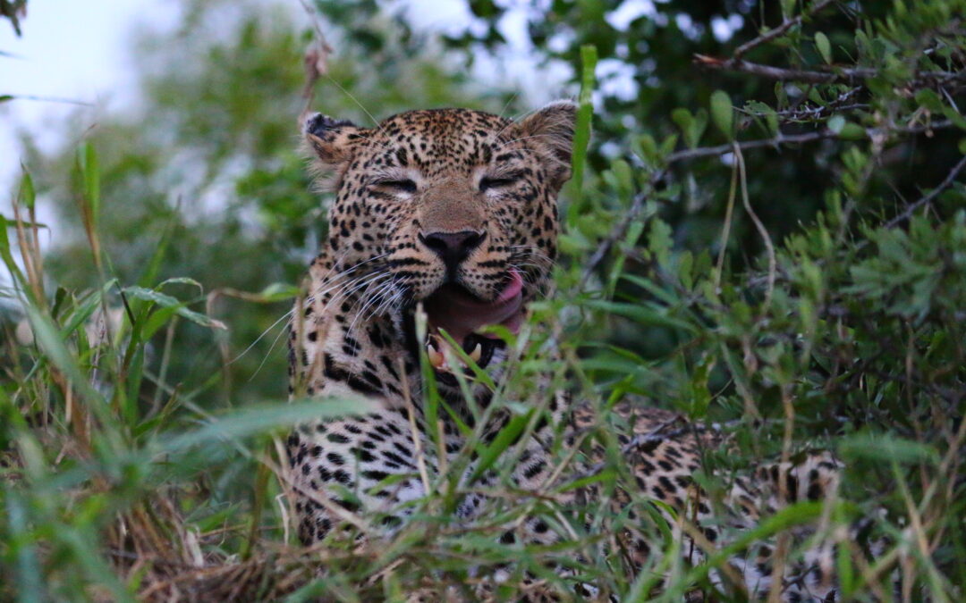 Discover wild South Africa