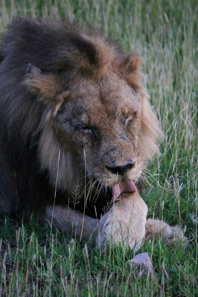 Lion in the wild at private game reserve South Africa