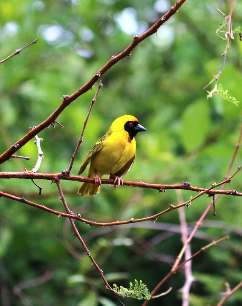Colourful small bird, the Southern Masked-Weaver in South Africa