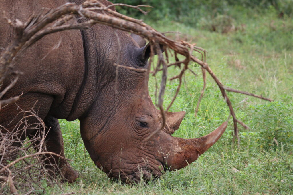 Rhino in the wild at private game reserve South Africa