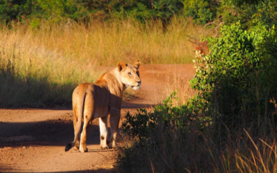 Ngala Private Game Reserve, South Africa