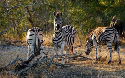 Southern Africa highlights