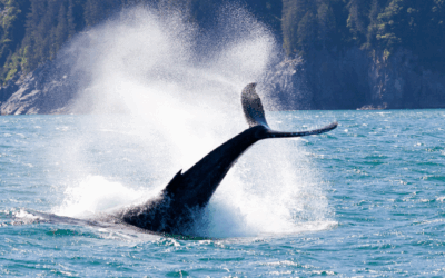 Princess Alaska Cruise – Canada & Alaska