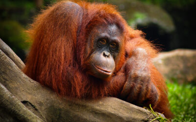 Indonesia’s Forgotten Islands – Darwin to Singapore